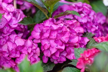 Purple hortensia flowers