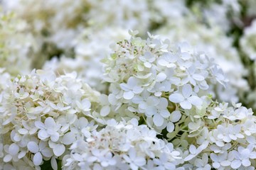White hortensia flowers