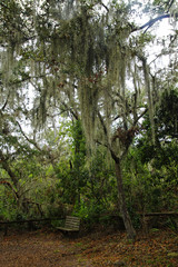 The bench under trees with the Spanish Moss in Amelia Island State Park. Florida, USA
