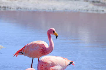 Laguna Hedionda flamingos, Bolivia