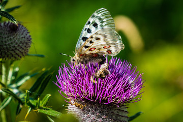 Butterlfy over Charmey