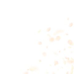 Yellow orange flower petals falling down. Fascinating romantic flowers corner. Flying petal on white