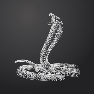 Hand Drawn Snake Sketch Symbol isolated on chalkboard. Vector Amphibian and reptiles Element In Trendy Style