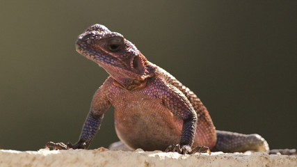 Kenia-7