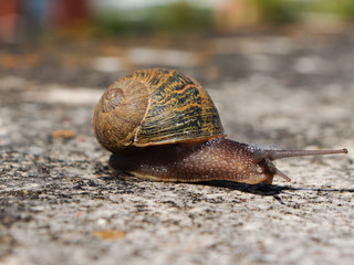 Lumaca