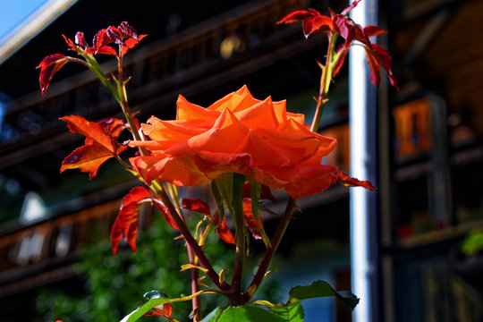 orange rose in the garden