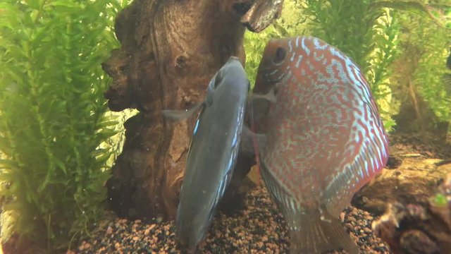 Tefe und Blue Diamond (M&auml;nnchen) bei der Laichablage und Befruchtung, Diskusfische im Aquarium