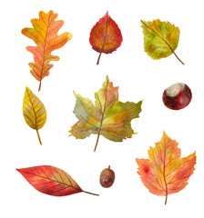 watercolor set of autumn leaves for design and decor