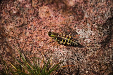 grasshopper sitting on top of a stone