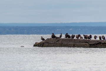 Cormorants by the lake