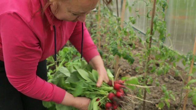 Woman Pulling Up Red Radish