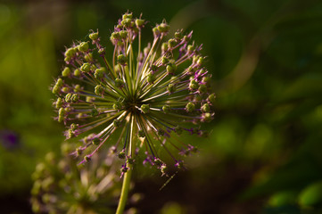 closeup of flower