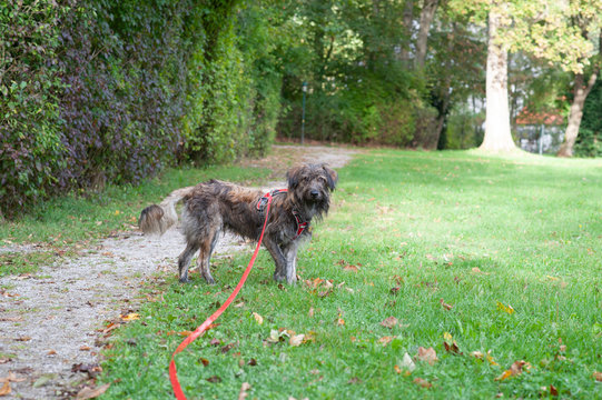 Lustiger struppiger Hund