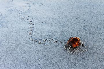 Conch moving along beach leaving a trail in the sand, St. Pete Beach, Florida