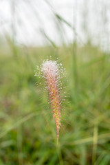 Dew on the grass, flowering in winter weather