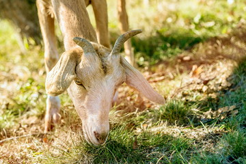 Portrait of brown goat with grazing in a pasture with its horned head down, sunny fall day in a pasture, yellow and green grass ground, warm colors, farm animal