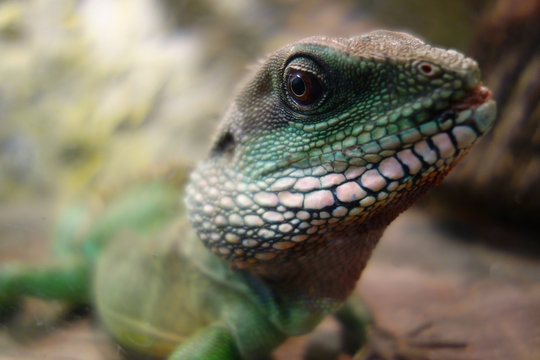 Posing green lizard