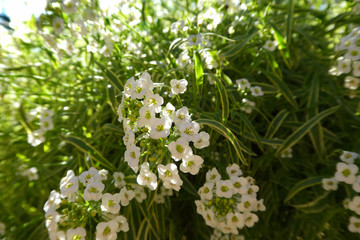 white flowers in the garden