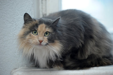 beautiful furry Siberian three-colored cat portrait