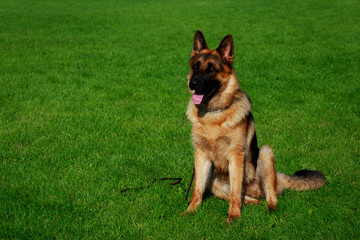 Dog breed German Shepherd