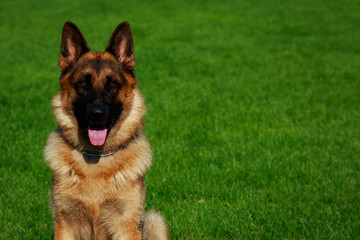 Dog breed German Shepherd