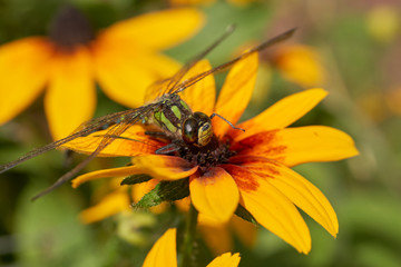 Dragonfly sitting on a yellow flower, macro.