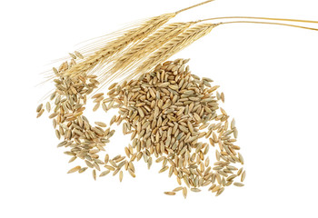 Rye grains and ears on white background