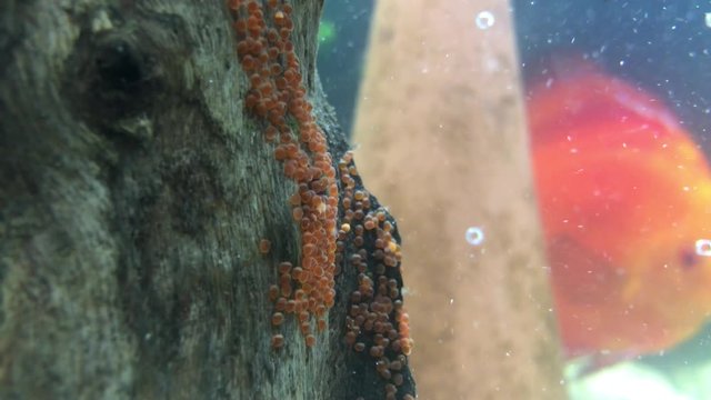 Gelege, Laich von Diskusfischen am Holz