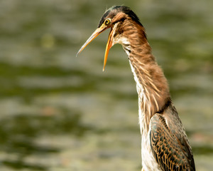 Laughing Green Heron 2