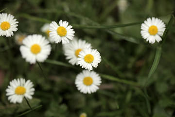 Fototapeta premium white and yellow daisy flowers on green grass, macro aerial photography with - background and room for text, outdoors on a sunny summer day in Poland, Europe
