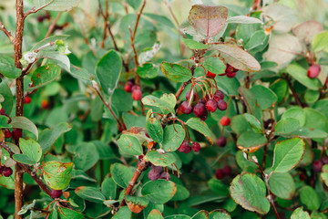 landscape bushes of grass against the sky.