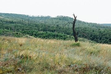 landscape of mountains and grass against the sky