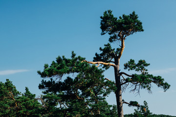 green forest trees in sunlight background of the lower view