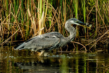 Blue Heron with Lunch