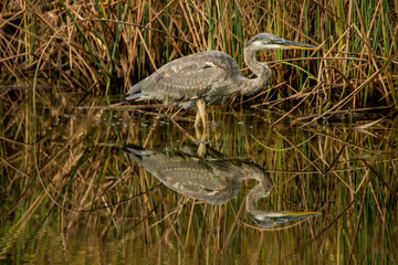Reflected Blue Heron