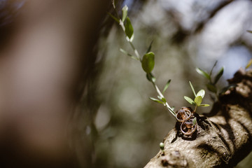 Fedi nuziali su ramo d'ulivo