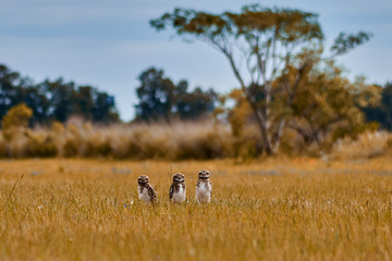 Obraz na płótnie Canvas Owls in the field
