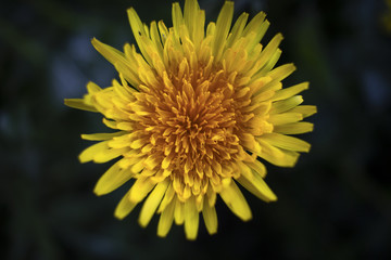 Yellow dandelion