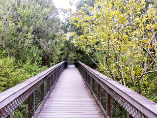 Wooden bridge in park surrounded by green foliage