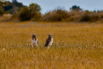 Owls in the field