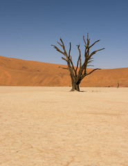 Deadvlei  Sossusvlei Namibia 