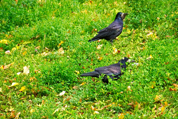 Rooks walking on the grass.
