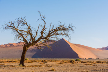 Fototapeta na wymiar The Various Views of Dune 45 in Namibia
