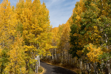 Golden Fall Trees