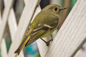 bird