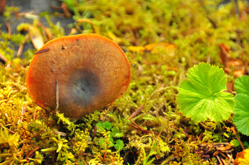 Fall mushroom in Alaska's woods