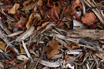 dry grey branches looks like slivers cover and dry dark red leaves