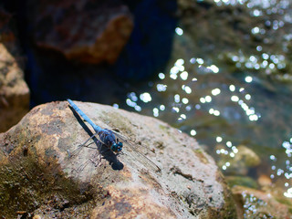 Dragonfly in nature