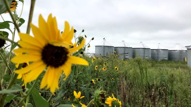 Rack focus between a common sunflower and a buzzard sitting on top of a grain bin in rural Kansas.