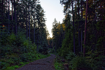 Fototapeta premium evening road in the autumn forest